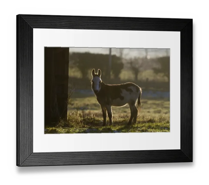 Framed Print : Domestic Donkey Norfolk winter Framed Print : Domestic Donkey Norfolk winter