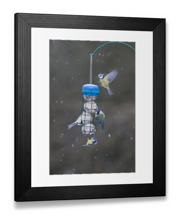 Framed Print : Blue & Great Tits Parus caruleuns & Parus major on fat feeder in garden Norfolk winter Framed Print : Blue & Great Tits Parus caruleuns & Parus major on fat feeder in garden Norfolk winter