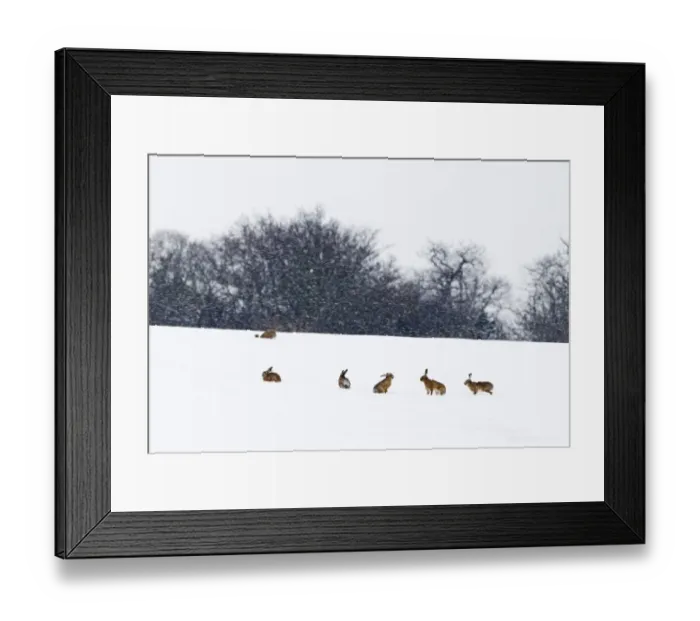 Framed Print : Brown Hares Lepus europaeus in snow covered field Yare Valley Norfolk January Framed Print : Brown Hares Lepus europaeus in snow covered field Yare Valley Norfolk January