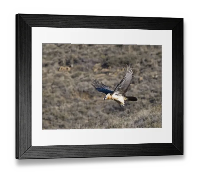 Framed Print : Lammergeier Gypaetus barbatus adult Aren Pyrenees Spain January Framed Print : Lammergeier Gypaetus barbatus adult Aren Pyrenees Spain January