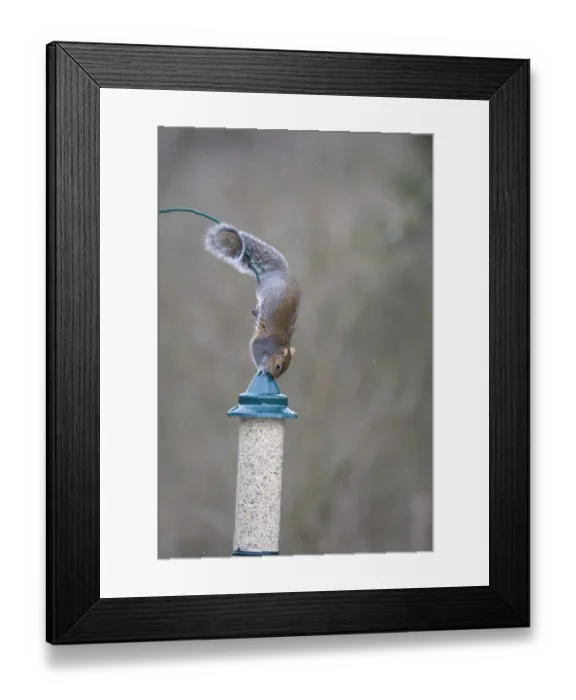 Framed Print : 005871 Framed Print : 005871