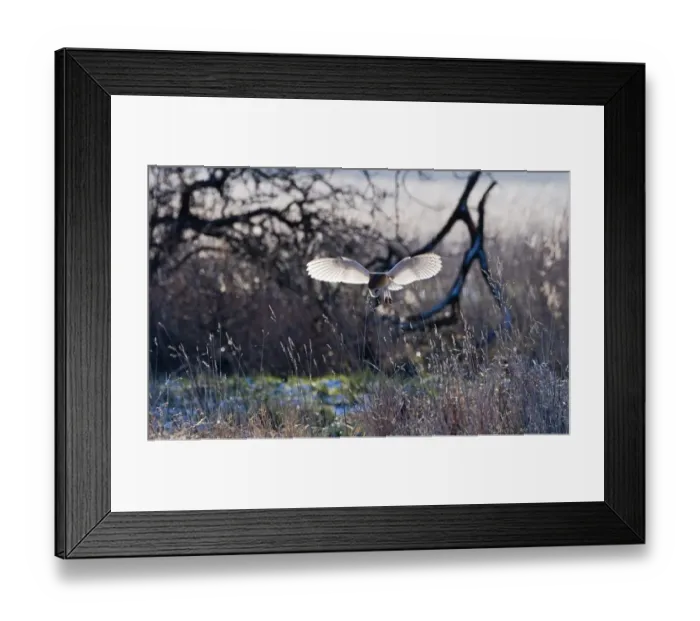 Framed Print : Barn Owl tyto alba hunting North Norfolk January Framed Print : Barn Owl tyto alba hunting North Norfolk January