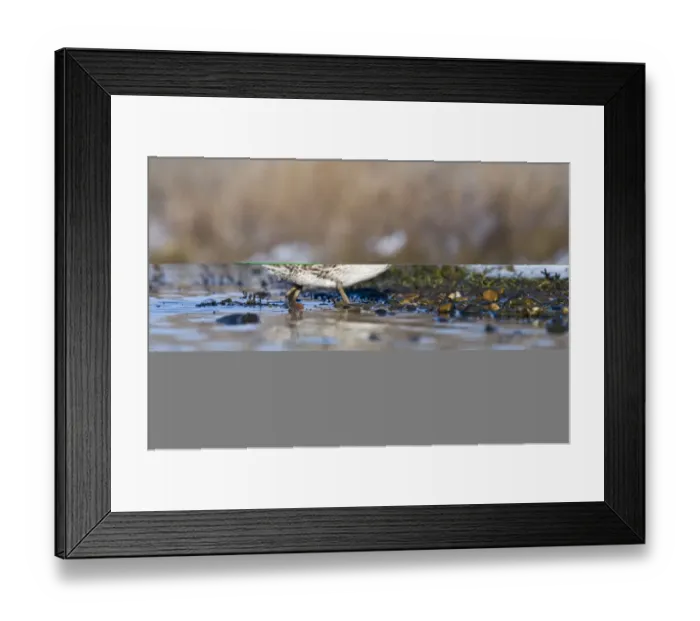 Framed Print : Teal Anas crecca female Norfolk winter Framed Print : Teal Anas crecca female Norfolk winter