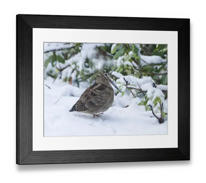 Framed Print : Woodcock Norfolk January Framed Print : Woodcock Norfolk January