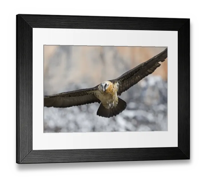 Framed Print : Lammergeier Gypaetus barbatus adult Aren Pyrenees Spain January Framed Print : Lammergeier Gypaetus barbatus adult Aren Pyrenees Spain January