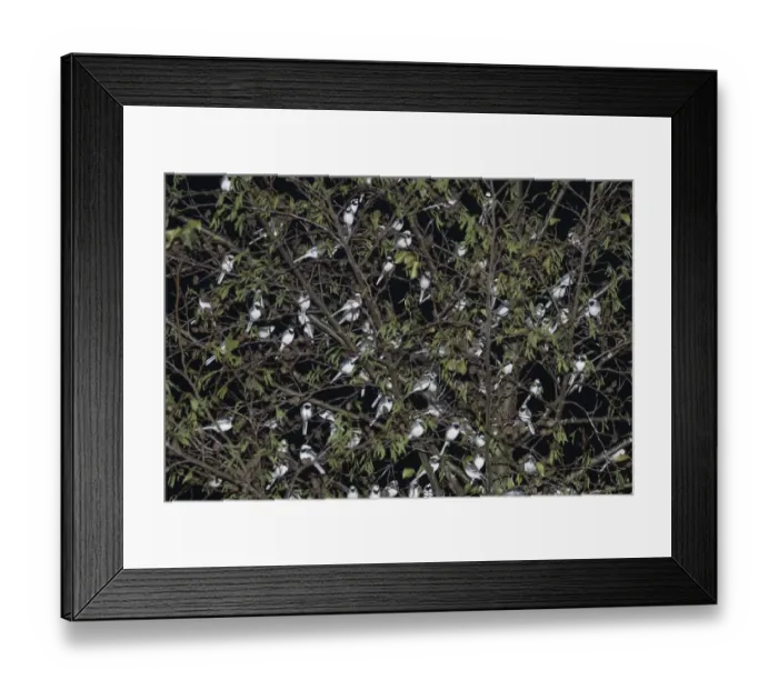 Framed Print : Pied Wagtails Motacilla alba roosting in tree in shopping centre Kent December