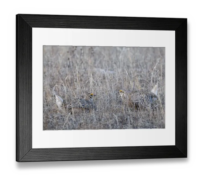 Framed Print : Sharp-tailed Grouse Tympanuchus phasianellus displaying on lek at dawn in the Sandhills Framed Print : Sharp-tailed Grouse Tympanuchus phasianellus displaying on lek at dawn in the Sandhills