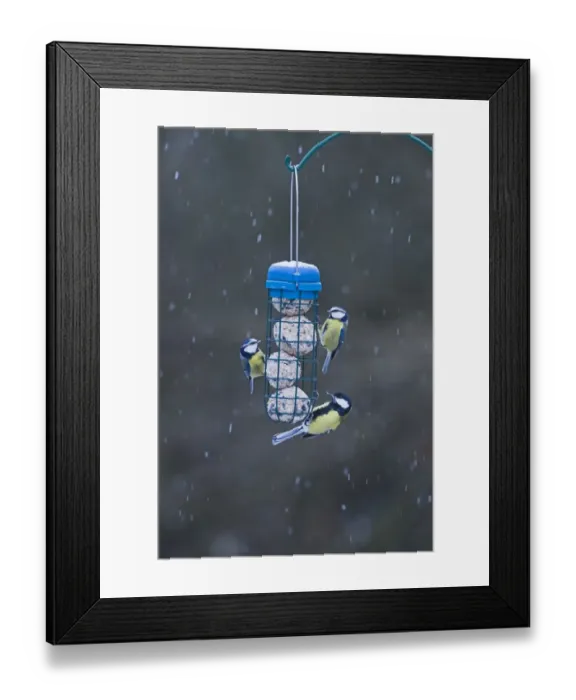 Framed Print : Blue & Great Titits Parus caruleuns & Parus major on fat feeder in garden Norfolk winter Framed Print : Blue & Great Titits Parus caruleuns & Parus major on fat feeder in garden Norfolk winter