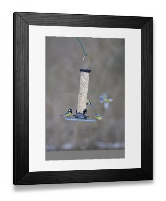 Framed Print : 005877 Framed Print : 005877