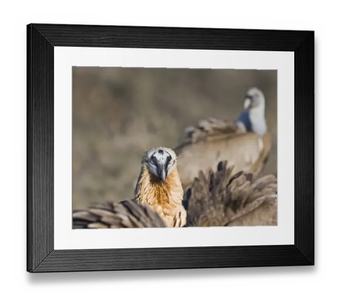 Framed Print : Lammergeier Gypaetus barbatus adult Aren Pyrenees Spain January Framed Print : Lammergeier Gypaetus barbatus adult Aren Pyrenees Spain January