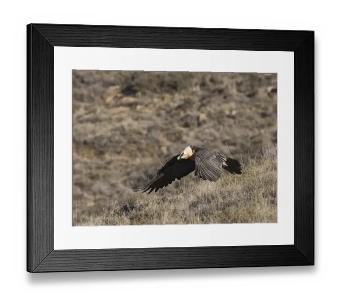 Framed Print : Lammergeier Gypaetus barbatus adult Aren Pyrenees Spain January