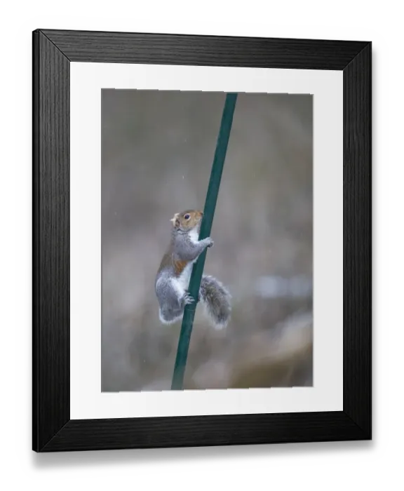 Framed Print : 005869 Framed Print : 005869