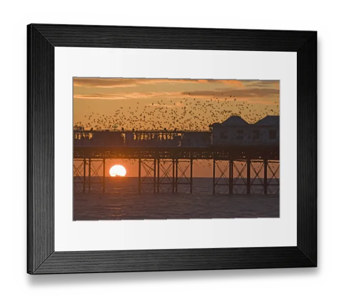 Framed Print : Starlings Sturnus vulgarus arriving at Brightons Palace Pier to roost Sussex January Framed Print : Starlings Sturnus vulgarus arriving at Brightons Palace Pier to roost Sussex January