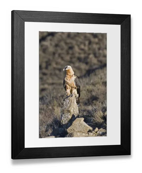 Framed Print : Lammergeier Gypaetus barbatus adult Aren Pyrenees Spain January