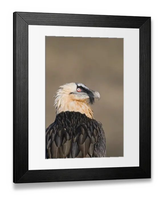 Framed Print : Lammergeier Gypaetus barbatus adult Aren Pyrenees Spain January Framed Print : Lammergeier Gypaetus barbatus adult Aren Pyrenees Spain January