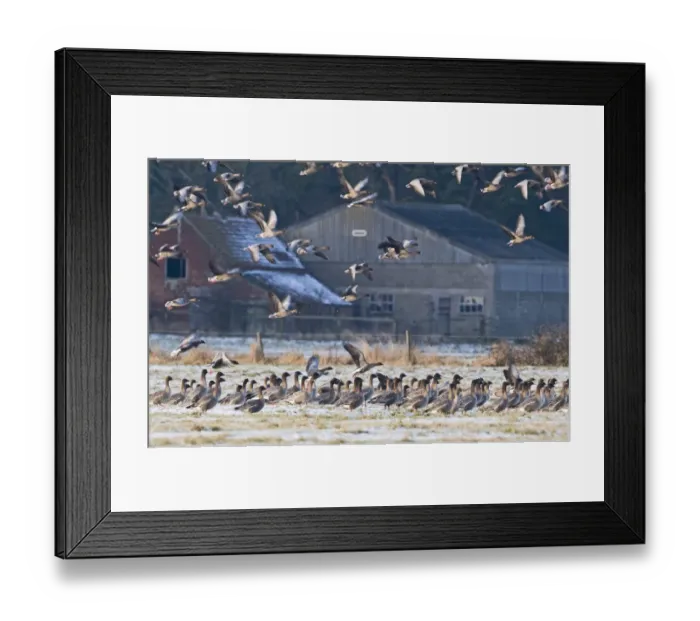 Framed Print : Pink-footed Geese Anser brachyrhynchus at Holkham Norfolk January Framed Print : Pink-footed Geese Anser brachyrhynchus at Holkham Norfolk January