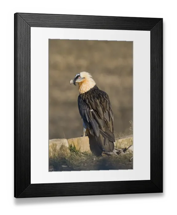 Framed Print : Lammergeier Gypaetus barbatus adult Aren Pyrenees Spain January Framed Print : Lammergeier Gypaetus barbatus adult Aren Pyrenees Spain January
