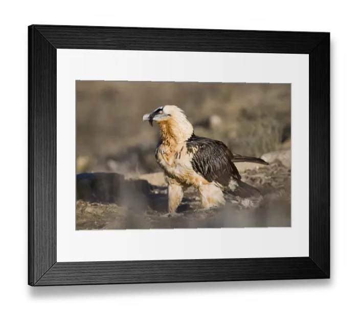 Framed Print : Lammergeier Gypaetus barbatus adult Aren Pyrenees Spain January Framed Print : Lammergeier Gypaetus barbatus adult Aren Pyrenees Spain January