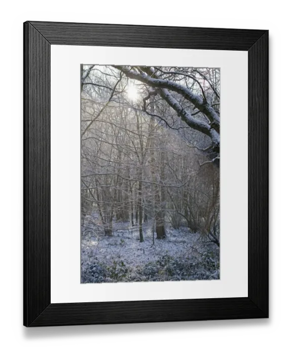 Framed Print : Deciduous woodland in winter Kelling Norfolk Framed Print : Deciduous woodland in winter Kelling Norfolk