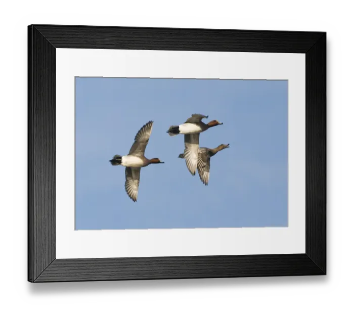 Framed Print : Wigeon Anas penelope males in courtship chase with female Buckenham Marshes Norfolk Framed Print : Wigeon Anas penelope males in courtship chase with female Buckenham Marshes Norfolk
