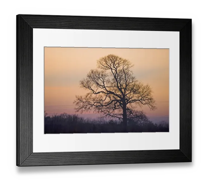 Framed Print : Sycamore Tree in hedgerow in winter Norfolk Framed Print : Sycamore Tree in hedgerow in winter Norfolk