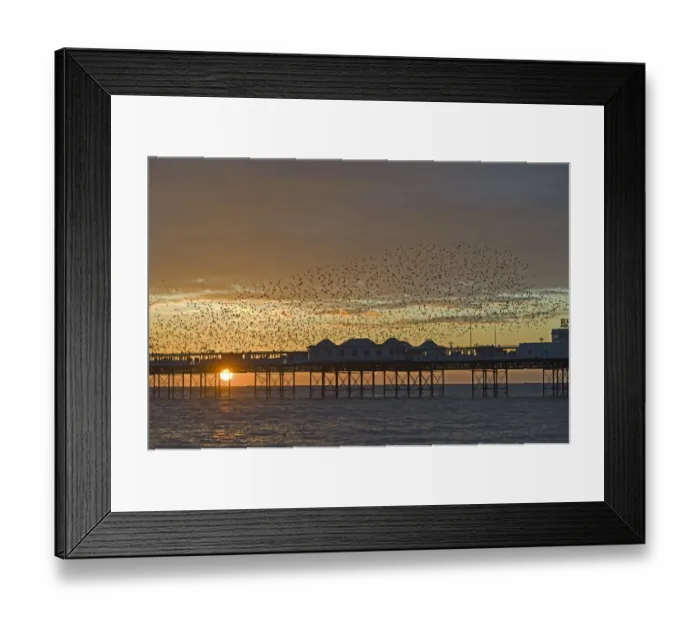 Framed Print : Starlings Sturnus vulgarus arriving at Brightons Palace Pier to roost Sussex January Framed Print : Starlings Sturnus vulgarus arriving at Brightons Palace Pier to roost Sussex January