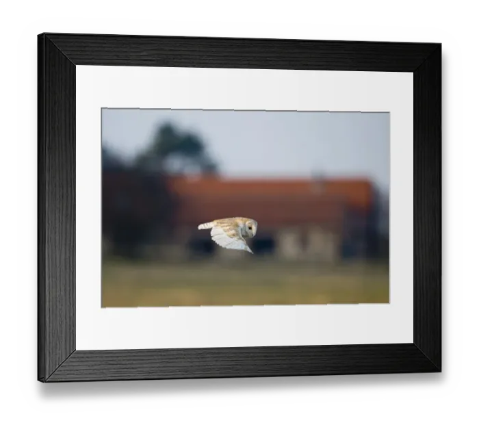 Framed Print : Barn Owl tyto alba hunting North Norfolk January Framed Print : Barn Owl tyto alba hunting North Norfolk January
