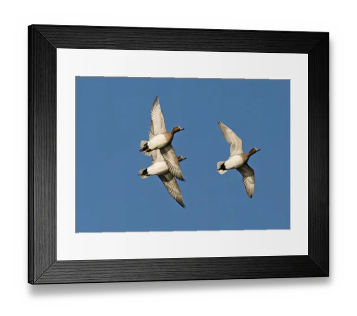Framed Print : Wigeon Anas penelope males Buckenham Marshes Norfolk winter Framed Print : Wigeon Anas penelope males Buckenham Marshes Norfolk winter