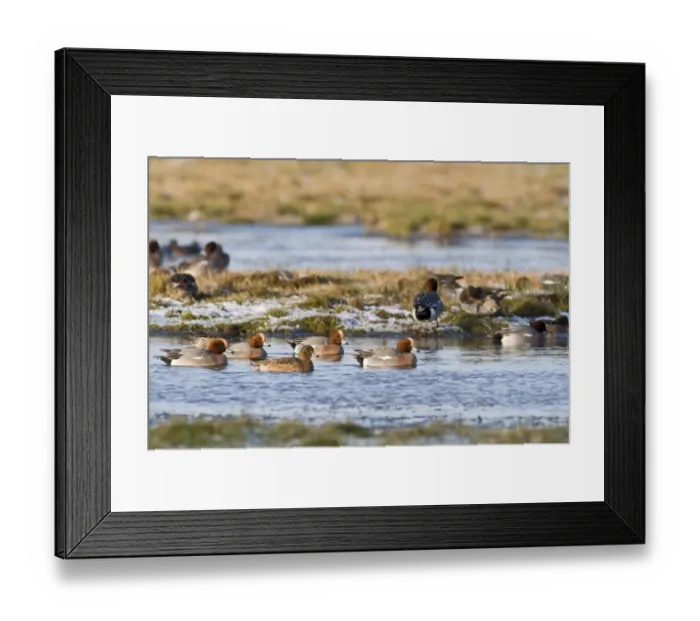 Framed Print : Wigeon Anas penelope Holkham Norfolk January Framed Print : Wigeon Anas penelope Holkham Norfolk January