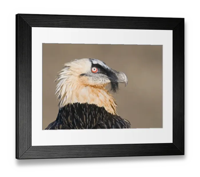 Framed Print : Lammergeier Gypaetus barbatus adult Aren Pyrenees Spain January