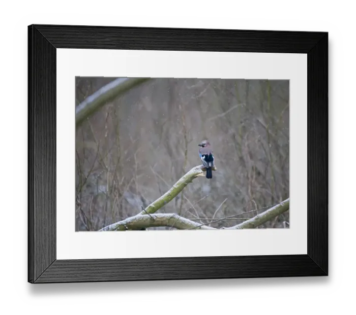Framed Print : Jay Garrulus glandarius in woodland in snow Norfolk January Framed Print : Jay Garrulus glandarius in woodland in snow Norfolk January