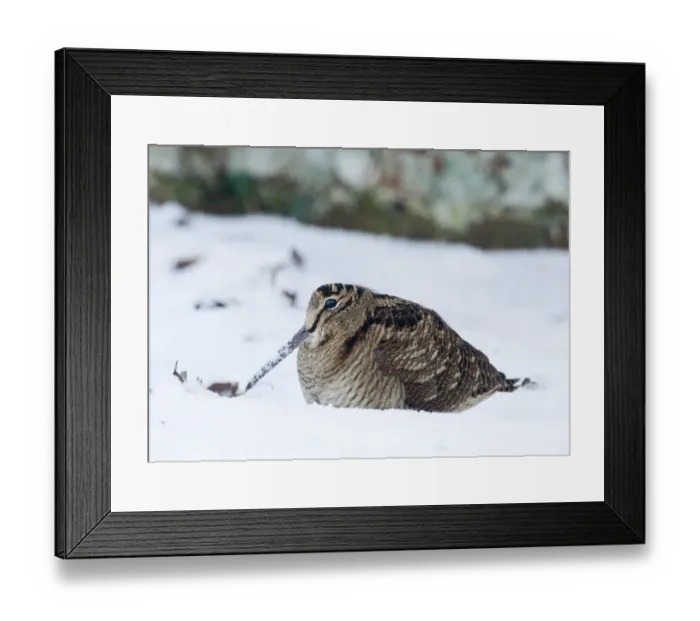 Framed Print : Woodcock Scolopax rusticola in snow Norfolk January Framed Print : Woodcock Scolopax rusticola in snow Norfolk January