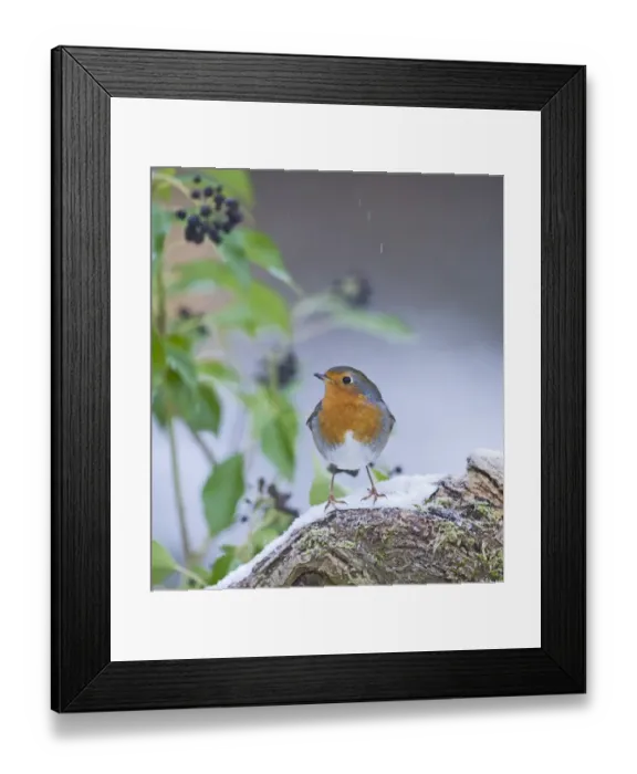 Framed Print : Robin Erithacus rubecula in garden Norfolk winter Framed Print : Robin Erithacus rubecula in garden Norfolk winter