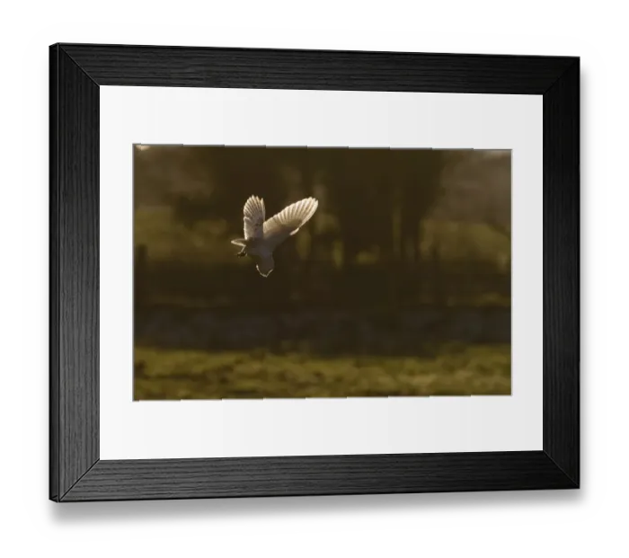 Framed Print : Barn Owl tyto alba hunting North Norfolk January Framed Print : Barn Owl tyto alba hunting North Norfolk January