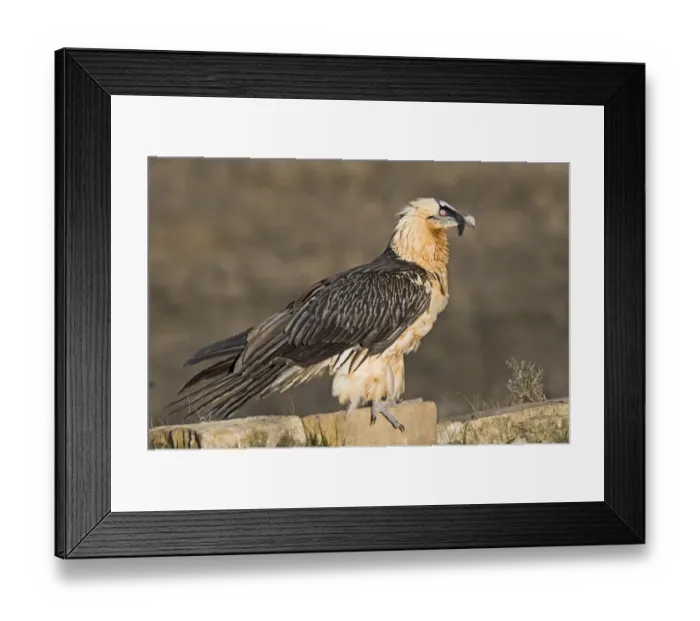 Framed Print : Lammergeier Gypaetus barbatus adult Aren Pyrenees Spain January Framed Print : Lammergeier Gypaetus barbatus adult Aren Pyrenees Spain January