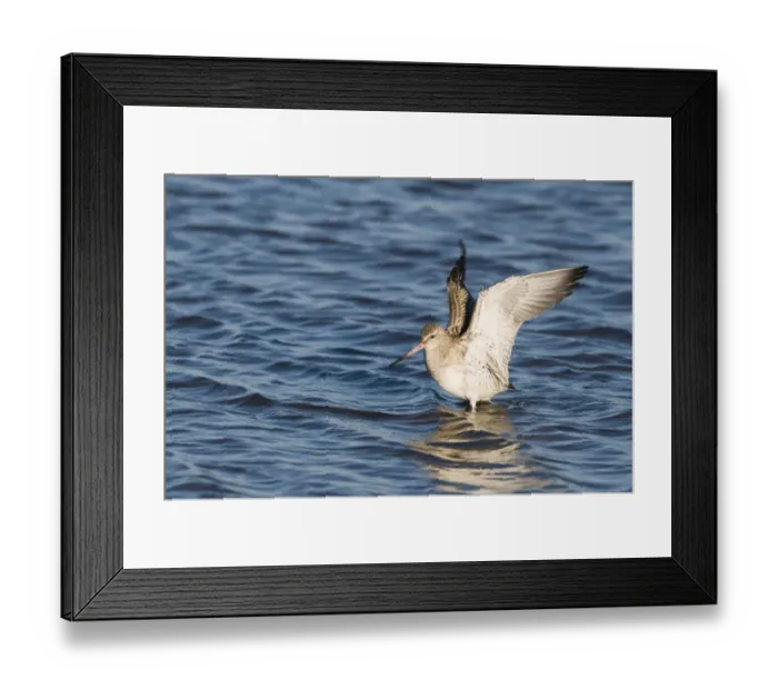 Framed Print : Bar-tailed Godwit Limosa lapponica Norfolk winter Framed Print : Bar-tailed Godwit Limosa lapponica Norfolk winter