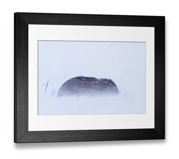 Framed Print : Brown Hare Lepus europaeus sitting out blizzard in stubble field Norfolk January Framed Print : Brown Hare Lepus europaeus sitting out blizzard in stubble field Norfolk January