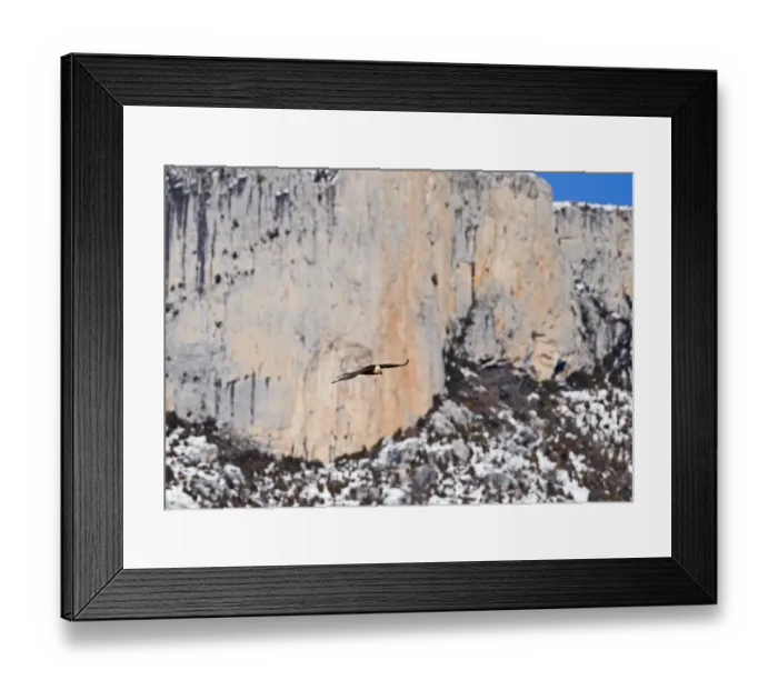 Framed Print : Lammergeier Gypaetus barbatus adult Aren Pyrenees Spain January Framed Print : Lammergeier Gypaetus barbatus adult Aren Pyrenees Spain January