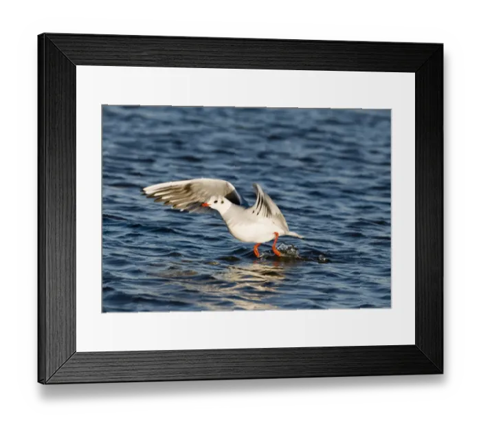 Framed Print : Black-headed Gull Larus ridibundus taking off Norfolk winter Framed Print : Black-headed Gull Larus ridibundus taking off Norfolk winter