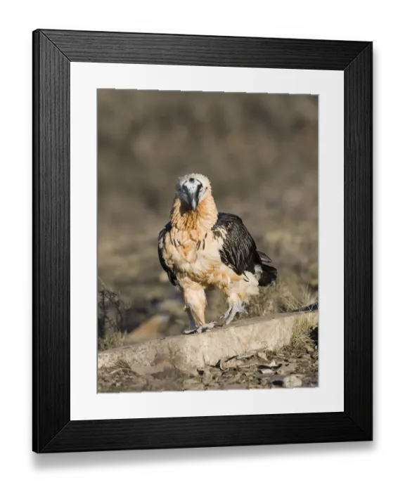 Framed Print : Lammergeier Gypaetus barbatus adult Aren Pyrenees Spain January Framed Print : Lammergeier Gypaetus barbatus adult Aren Pyrenees Spain January