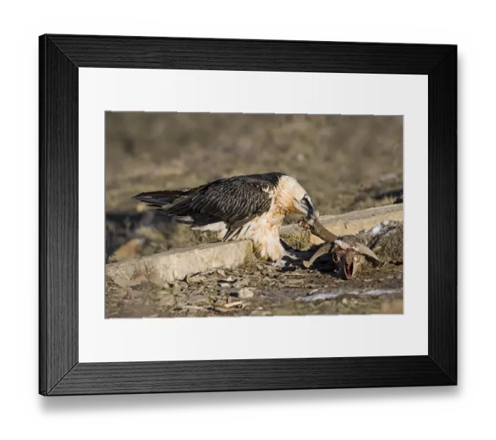 Framed Print : Lammergeier Gypaetus barbatus adult Aren Pyrenees Spain January