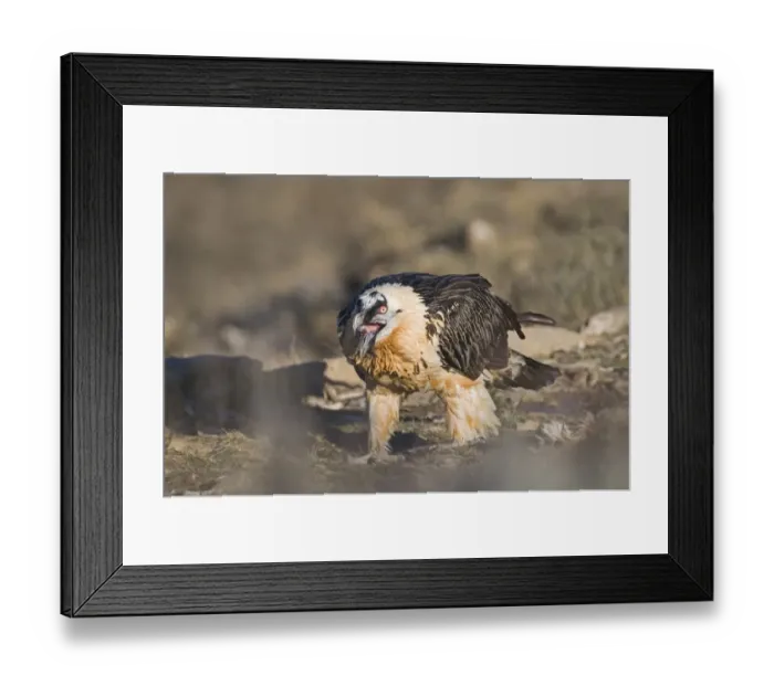 Framed Print : Lammergeier Gypaetus barbatus adult feeding on a bone Aren Pyrenees Spain January Framed Print : Lammergeier Gypaetus barbatus adult feeding on a bone Aren Pyrenees Spain January
