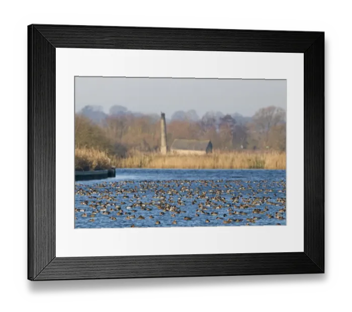 Framed Print : Wigeon Anas penelope large flock on River Yare during cold weather Buckenham Marshes Framed Print : Wigeon Anas penelope large flock on River Yare during cold weather Buckenham Marshes