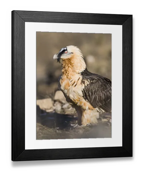 Framed Print : Lammergeier Gypaetus barbatus adult Aren Pyrenees Spain January
