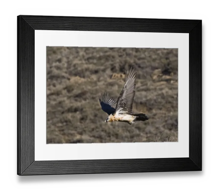 Framed Print : Lammergeier Gypaetus barbatus adult Aren Pyrenees Spain January Framed Print : Lammergeier Gypaetus barbatus adult Aren Pyrenees Spain January