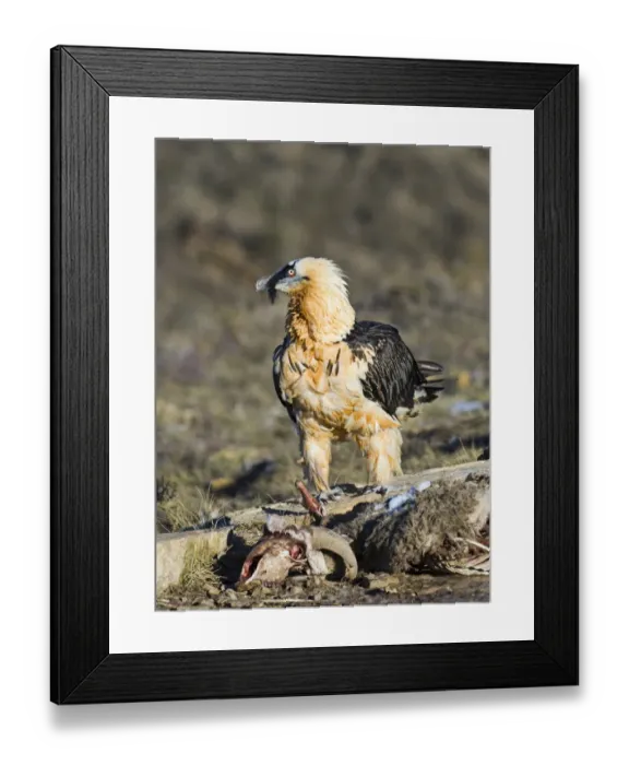 Framed Print : Lammergeier Gypaetus barbatus adult Aren Pyrenees Spain January Framed Print : Lammergeier Gypaetus barbatus adult Aren Pyrenees Spain January