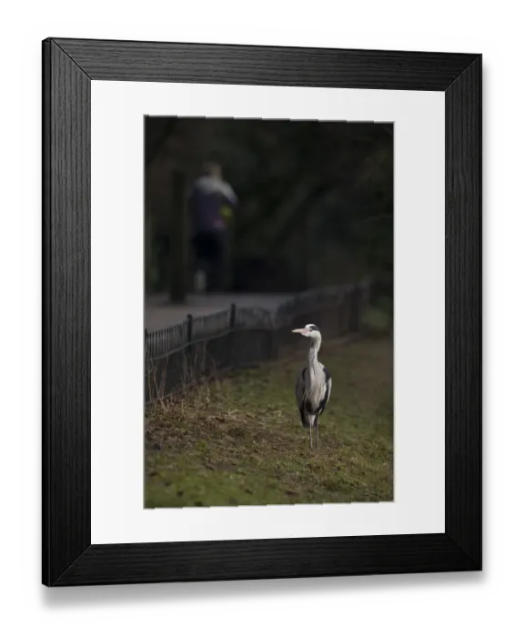 Framed Print : Grey Heron Ardea cinerea Regents Park Central London winter Framed Print : Grey Heron Ardea cinerea Regents Park Central London winter