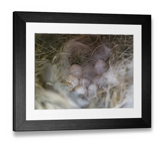 Framed Print : Blue Tits nest and eggs inside nest box Norfolk spring