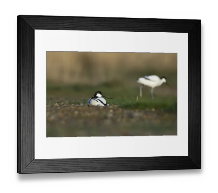 Framed Print : Avocet Recurvirostra avosetta incubating eggs Norfolk spring Framed Print : Avocet Recurvirostra avosetta incubating eggs Norfolk spring