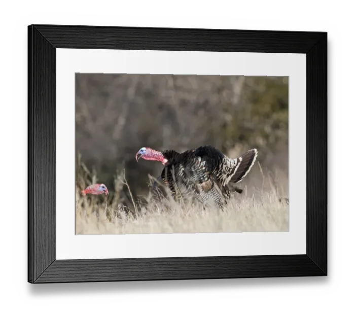 Framed Print : Displaying Wild Turkey Meleagris gallopavo Nebraska USA April Framed Print : Displaying Wild Turkey Meleagris gallopavo Nebraska USA April